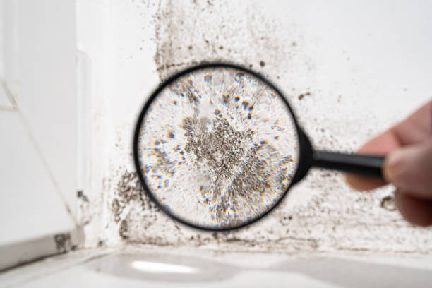 Reliable Albany, CA Mold Inspection, Removal & Remediation Solutions